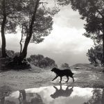 Poetry Workshop: Why Look at Animals?